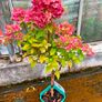 Healthy Hydrangea Petite Star Image 3