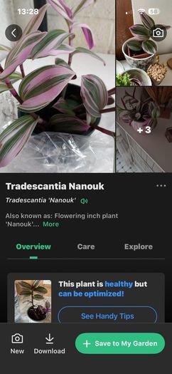plant Nanouk