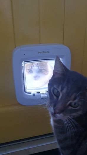 Petsafe Microchip Cat Door/Flap