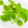 Duckweed (Lemna Minor) 500pcs + Salvinia auroculata 10pcs absorbs nitrogen (aquarium- pond) Image 2
