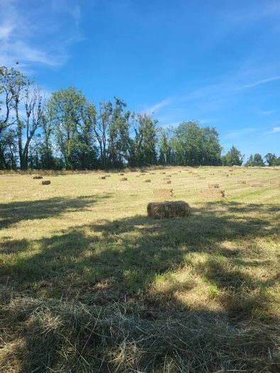 Square bales hay