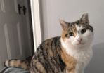 female cat