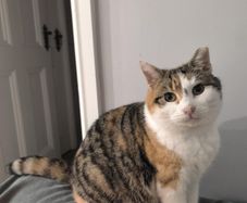 female cat
