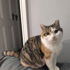 female cat