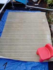Carpets for Dog