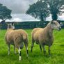 Bluefaced Leicester hoggets Image 2