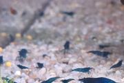 Blue Veltet Shrimps