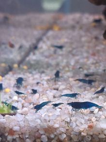 Blue Veltet Shrimps