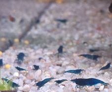 Blue Veltet Shrimps