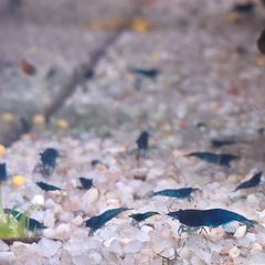 Blue Veltet Shrimps