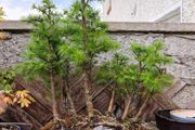 japanese larch forest