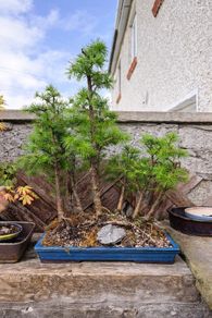 japanese larch forest