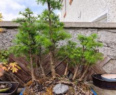 japanese larch forest