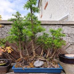 japanese larch forest