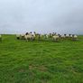 Hoggets Image 4
