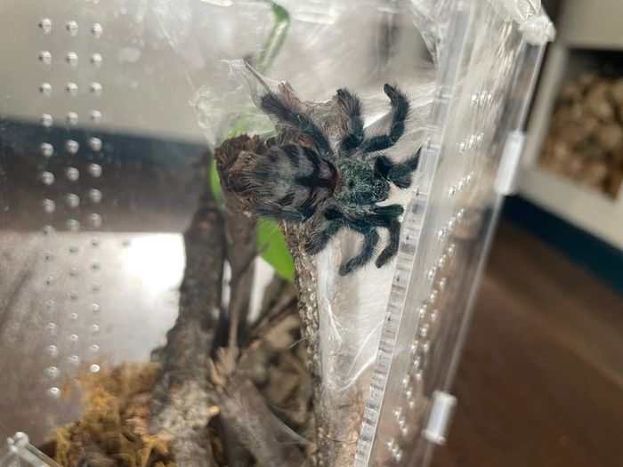 tarantula