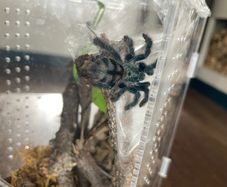 tarantula