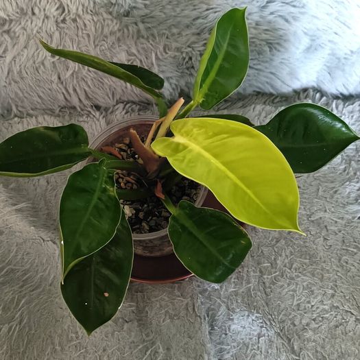 Philodendron - Moonlight, photos edit