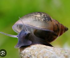 Physa Aquarium Snails