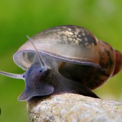 Physa Aquarium Snails
