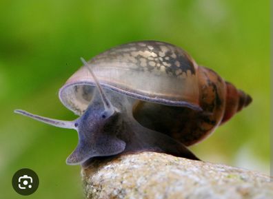 Physa Aquarium Snails