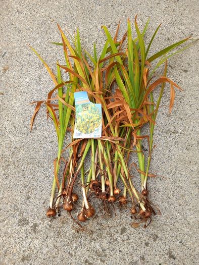 garden bulbs