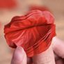 Rose Petals X 1000 Image 4
