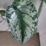 Scindapsus Trebie planter Image 5