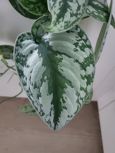 Scindapsus Trebie planter