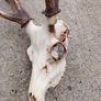 sika antlers Image 3