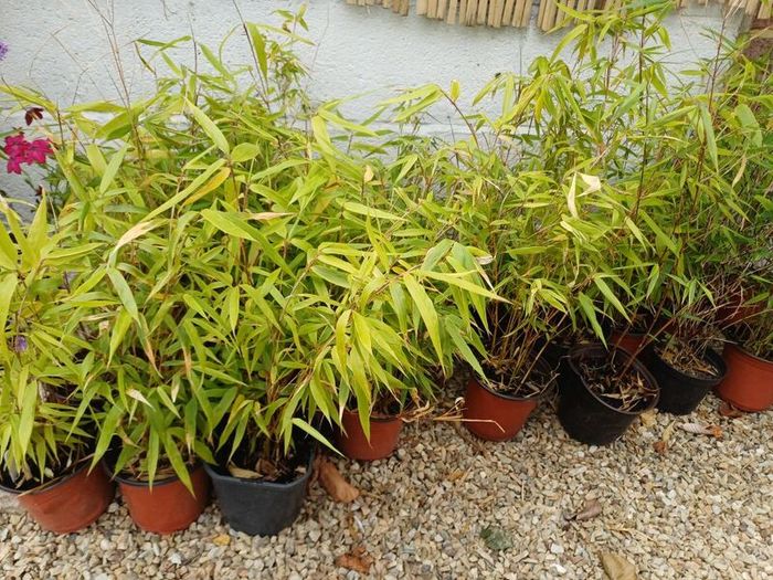 Clumping bamboo