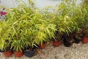 Clumping bamboo