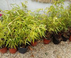 Clumping bamboo