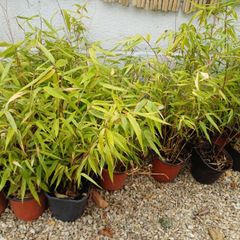 Clumping bamboo