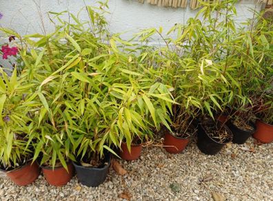 Clumping bamboo