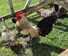Millefluer booted bantam eggs 2.50 each