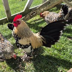 Millefluer booted bantam eggs 2.50 each