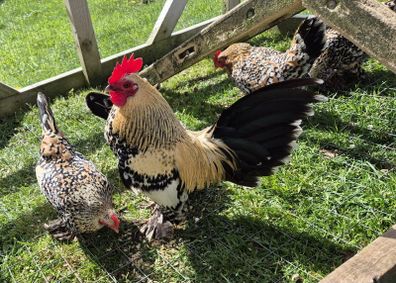 Millefluer booted bantam eggs 2.50 each