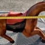 Large single block carved vintage horse Image 3