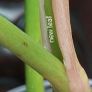 Philodendron Golden Dragon (Var. Revert to green) Image 8