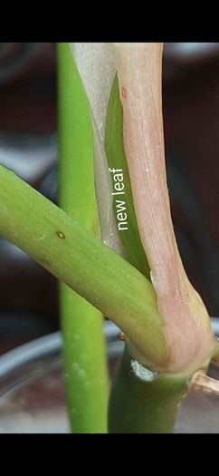 Philodendron Golden Dragon (Var. Revert to green)