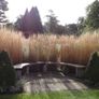 calamagrostis karl foerster - ornamental grass Image 4