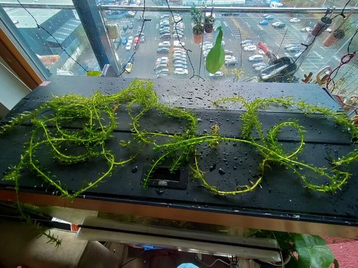 aquarium plants