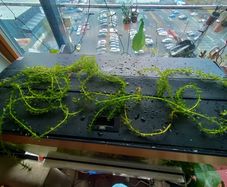 aquarium plants