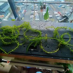 aquarium plants