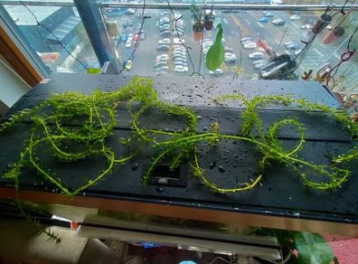 aquarium plants