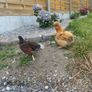 Buff Silkie Pullet Image 4