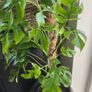 Rhaphidophora Tetrasperma (Mini Monstera) Image 5