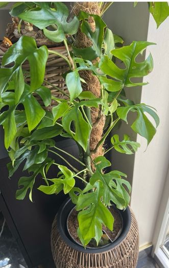 Rhaphidophora Tetrasperma (Mini Monstera)