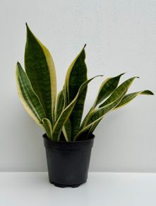 Sansevieria